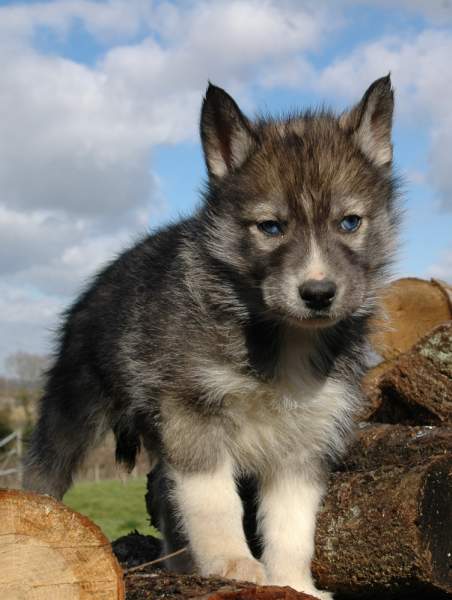 Magic Wolf Hypnotic blue eyes dit halcatraz