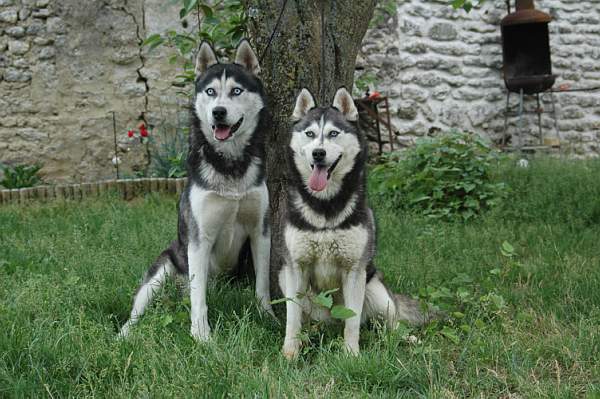 Magic Wolf Coyotte girl