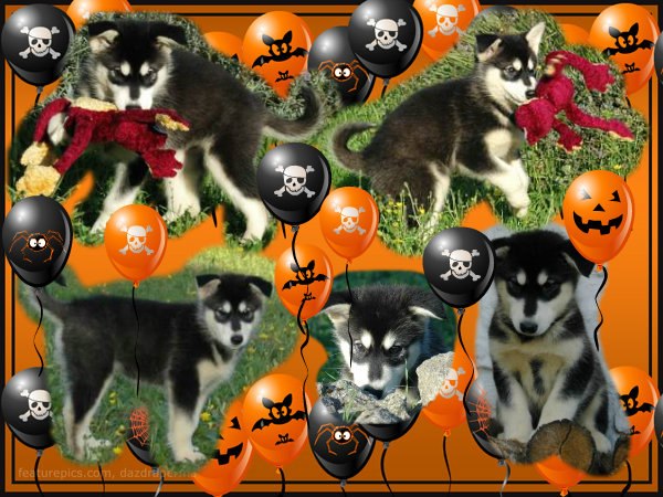 Magic Wolf Himalaya (rose)