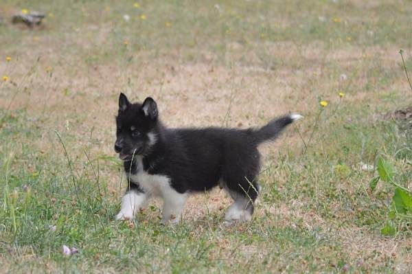 Magic Wolf Lune noire dit loupy