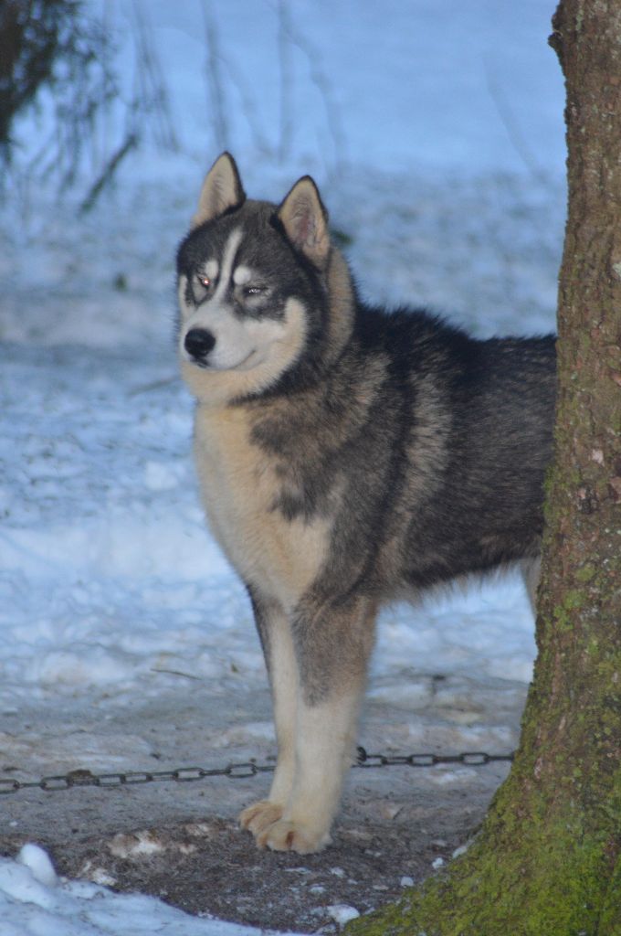 Magic Wolf Nebraska dit nounou