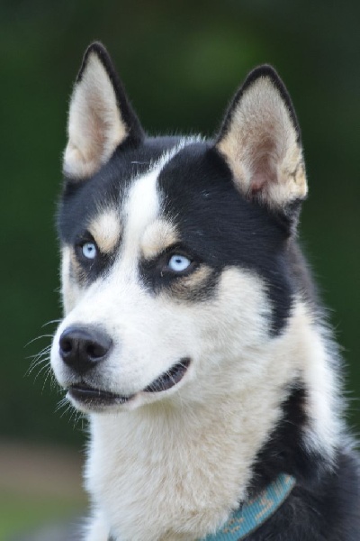 Magic Wolf J'suis trop speed dit speedy