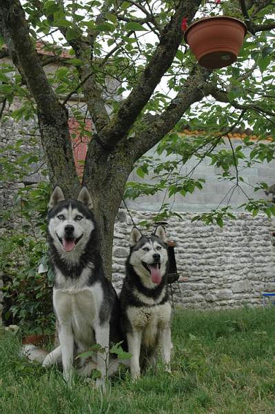 Magic Wolf Coyotte girl