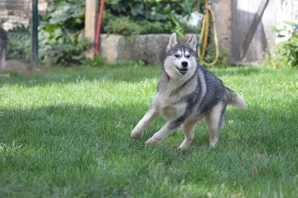 Magic Wolf Nanouk (grise)