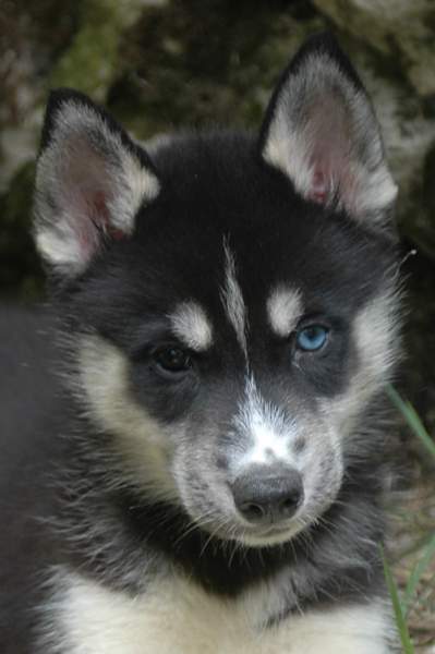 Magic Wolf Finnmark (dite chipie)