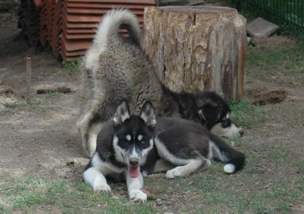 Magic Wolf Finnmark (dite chipie)