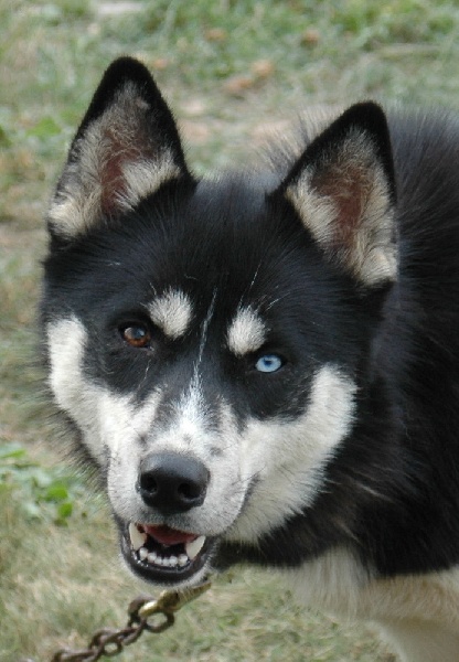 Magic Wolf Finnmark (dite chipie)