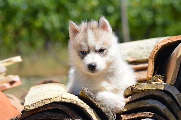 Magic Wolf Neige