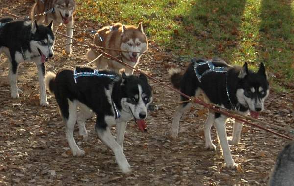 Magic Wolf Finnmark (dite chipie)