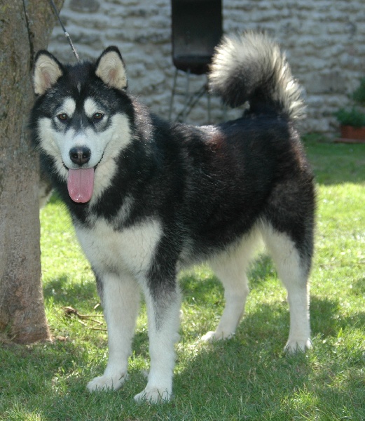 Magic Wolf Demon of the black diamond (dite demon)
