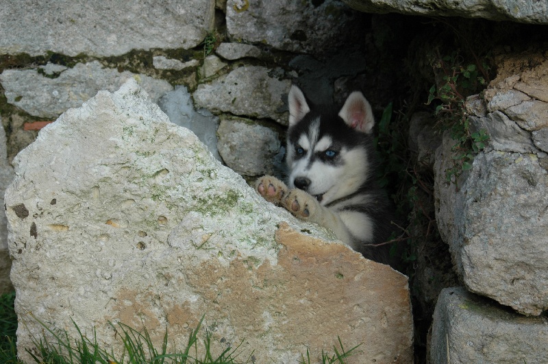 Magic Wolf Coyotte girl