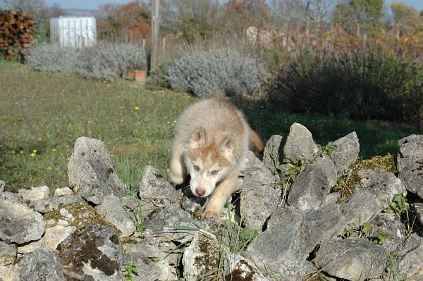 Magic Wolf Guess