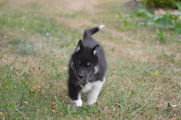 Magic Wolf Lune noire dit loupy