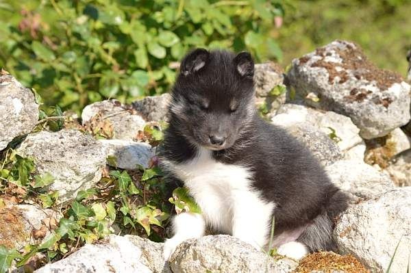 Magic Wolf Lune noire dit loupy