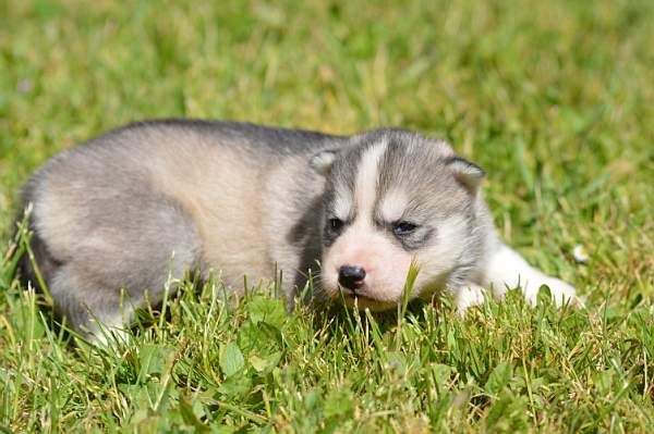 Magic Wolf Nanouk (grise)