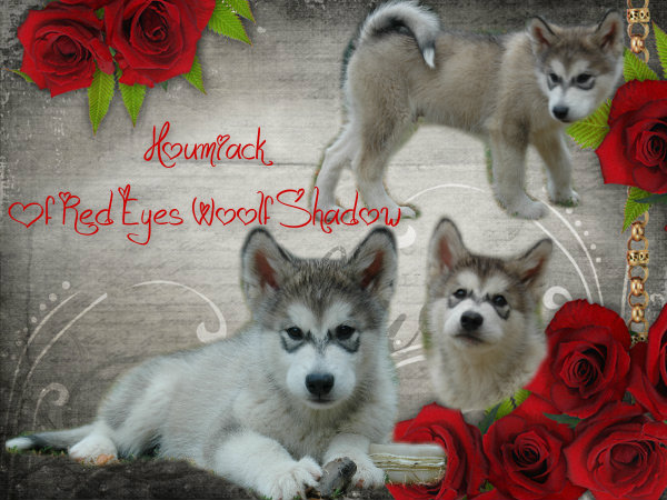 Houmiack of Red Eyes Woolf Shadow
