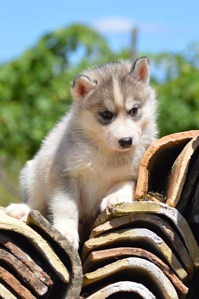Magic Wolf Nanouk (grise)