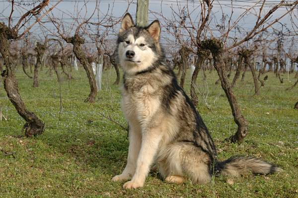 Houmiack of Red Eyes Woolf Shadow