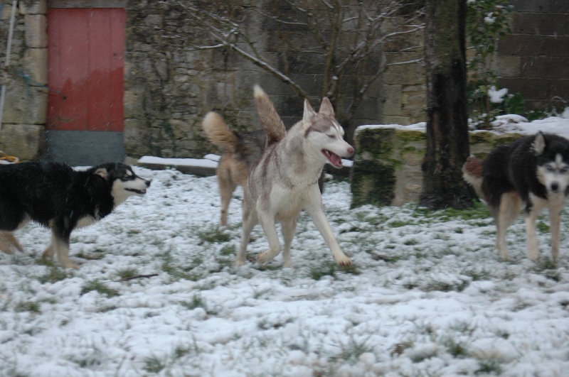 Magic Wolf Guess