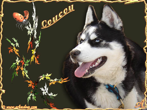 Photo Elevage Magic Wolf Eleveur De Chiens Siberian Husky