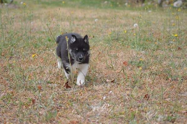 Magic Wolf Lune noire dit loupy