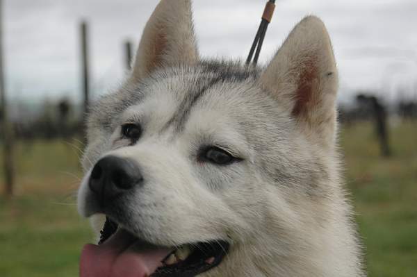 Publication : Magic Wolf Auteur : Magic Wolf, Fusion 19 mois