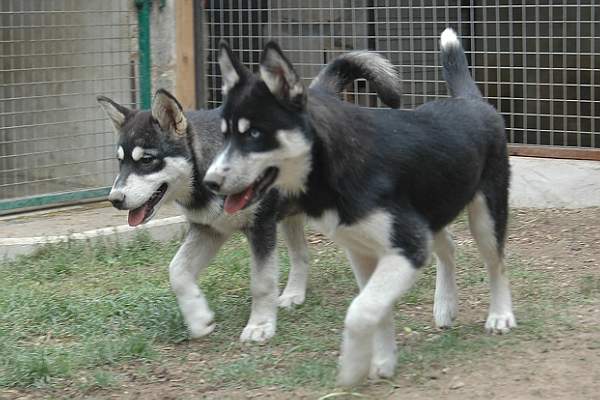 Magic Wolf Finnmark (dite chipie)