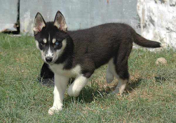 Magic Wolf Finnmark (dite chipie)