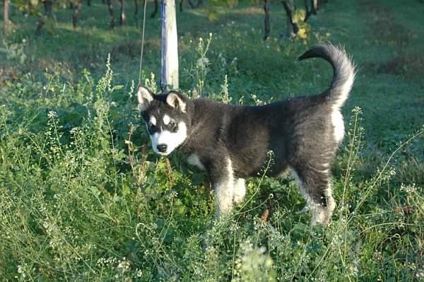Magic Wolf Demon of the black diamond (dite demon)