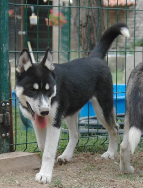 Magic Wolf Finnmark (dite chipie)