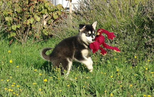 Magic Wolf Himalaya (rose)