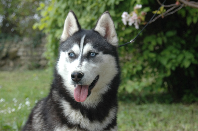 Magic Wolf Coyotte girl