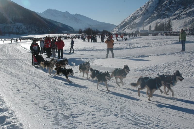 Magic Wolf Finnmark (dite chipie)