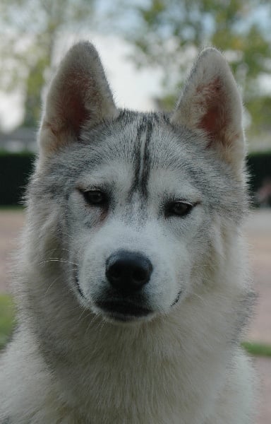 Publication : Magic Wolf Auteur : Magic Wolf, Fusion 19 mois