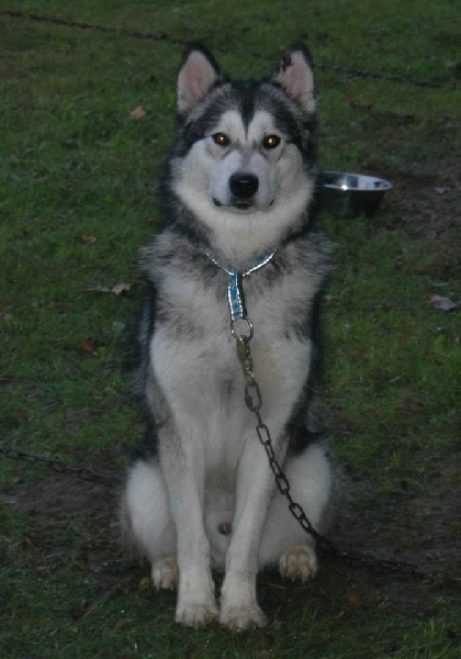 Houmiack of Red Eyes Woolf Shadow