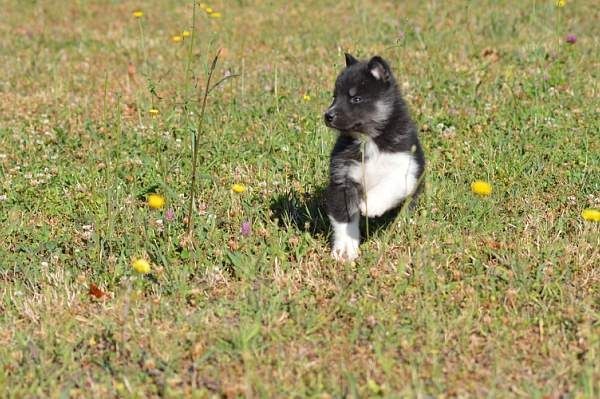 Magic Wolf Lune noire dit loupy
