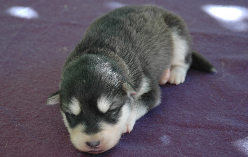 Magic Wolf Himalaya (rose)