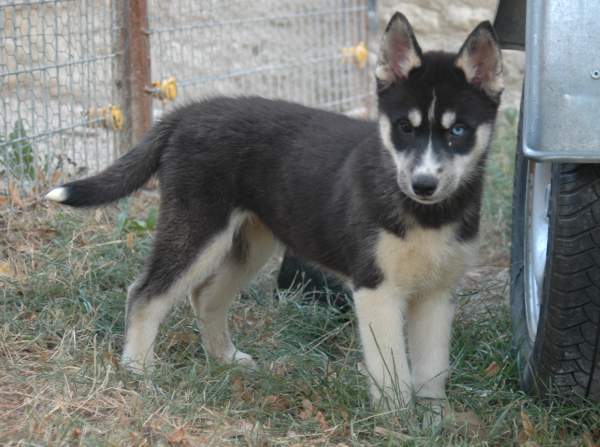 Magic Wolf Finnmark (dite chipie)