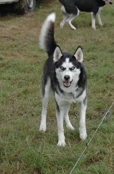 Magic Wolf Alaska 1