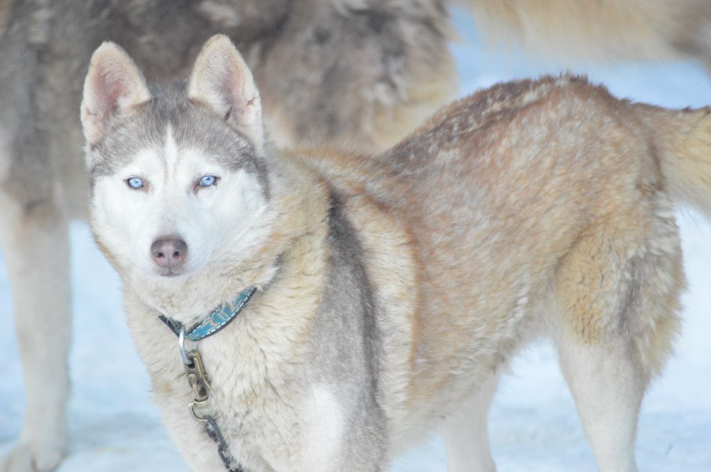 Magic Wolf Guess