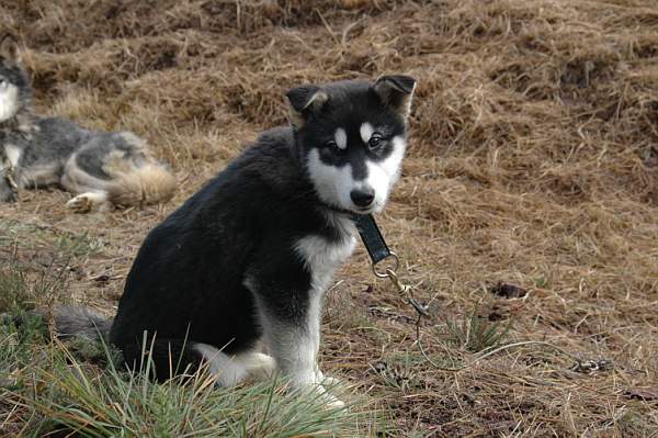 Magic Wolf Himalaya (rose)