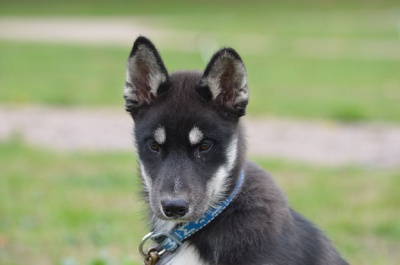 Magic Wolf Lune noire dit loupy