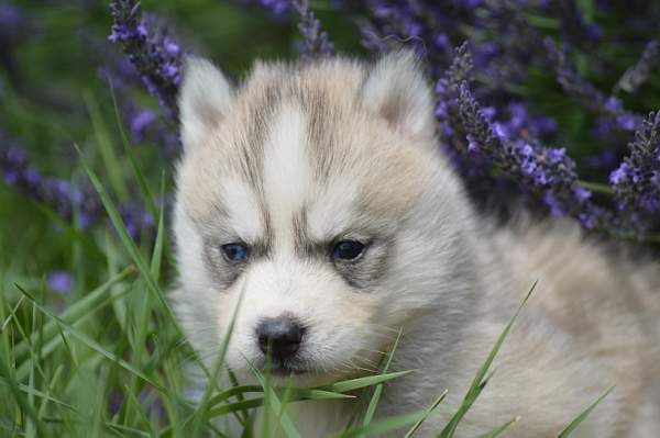 Magic Wolf Neige