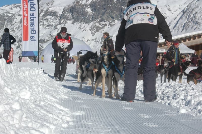 Magic Wolf Finnmark (dite chipie)