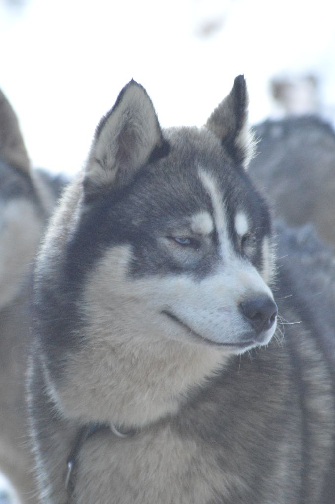 Magic Wolf Nebraska dit nounou