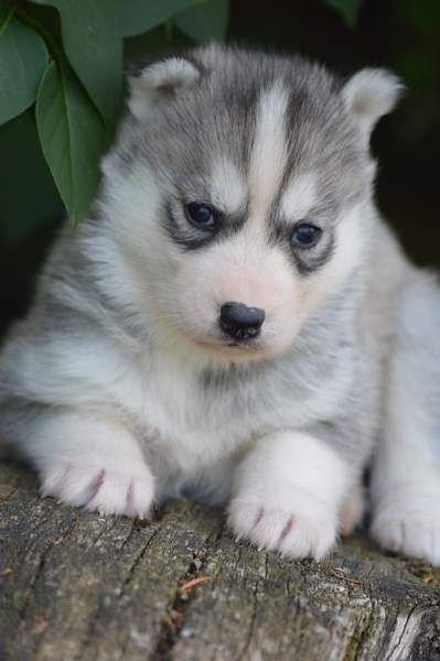 Magic Wolf Nanouk (grise)