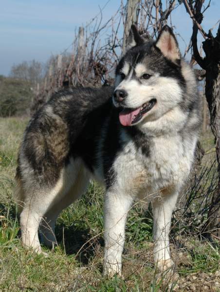 CH. Color dark angel (dite caya) Of cool water