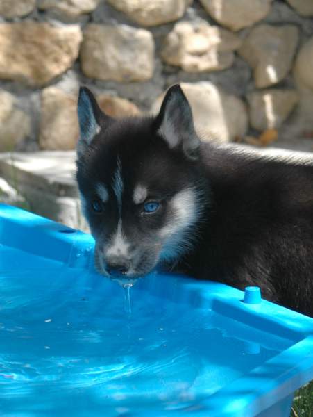 Magic Wolf Finnmark (dite chipie)