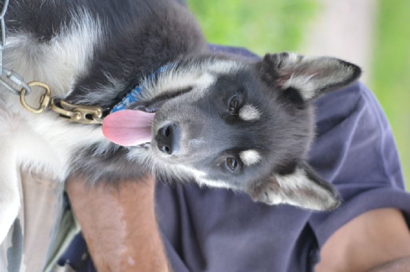 Magic Wolf Lune noire dit loupy
