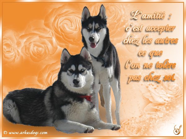 Photo Elevage Magic Wolf Eleveur De Chiens Siberian Husky